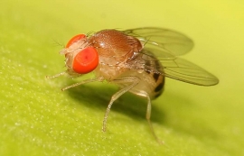 Ученые: мухи-дрозофилы не нуждаются в сне по причине маленького мозга