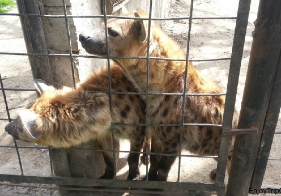 Тбилиси зоопарк фото
