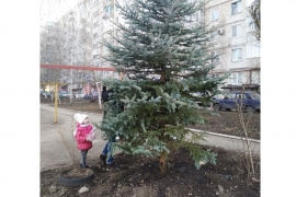 Жителям Ставрополя предложили пригласить в гости хвойную красавицу