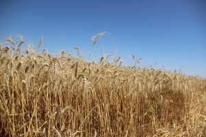 Аграрии Ставропольского края собрали первые 3,3 млн зерна