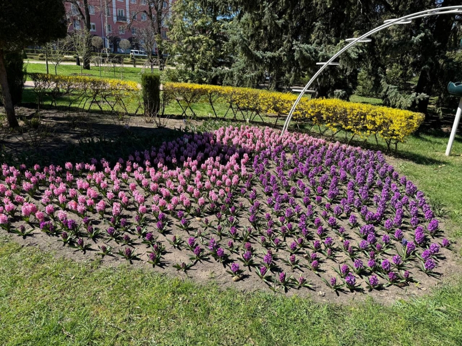 «Горзеленстрой» высадил 200 тысяч весенних цветов на клумбах Ставрополя