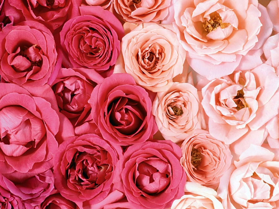 Стоимость саженцев штамбовых роз