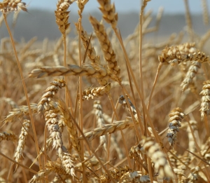 Россия установила минимальные цены на экспортную пшеницу